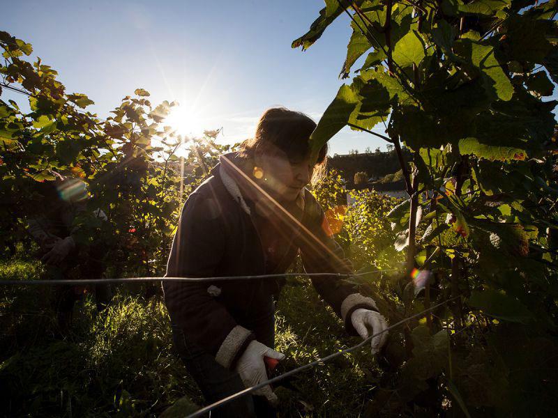 vendange du pinot noir